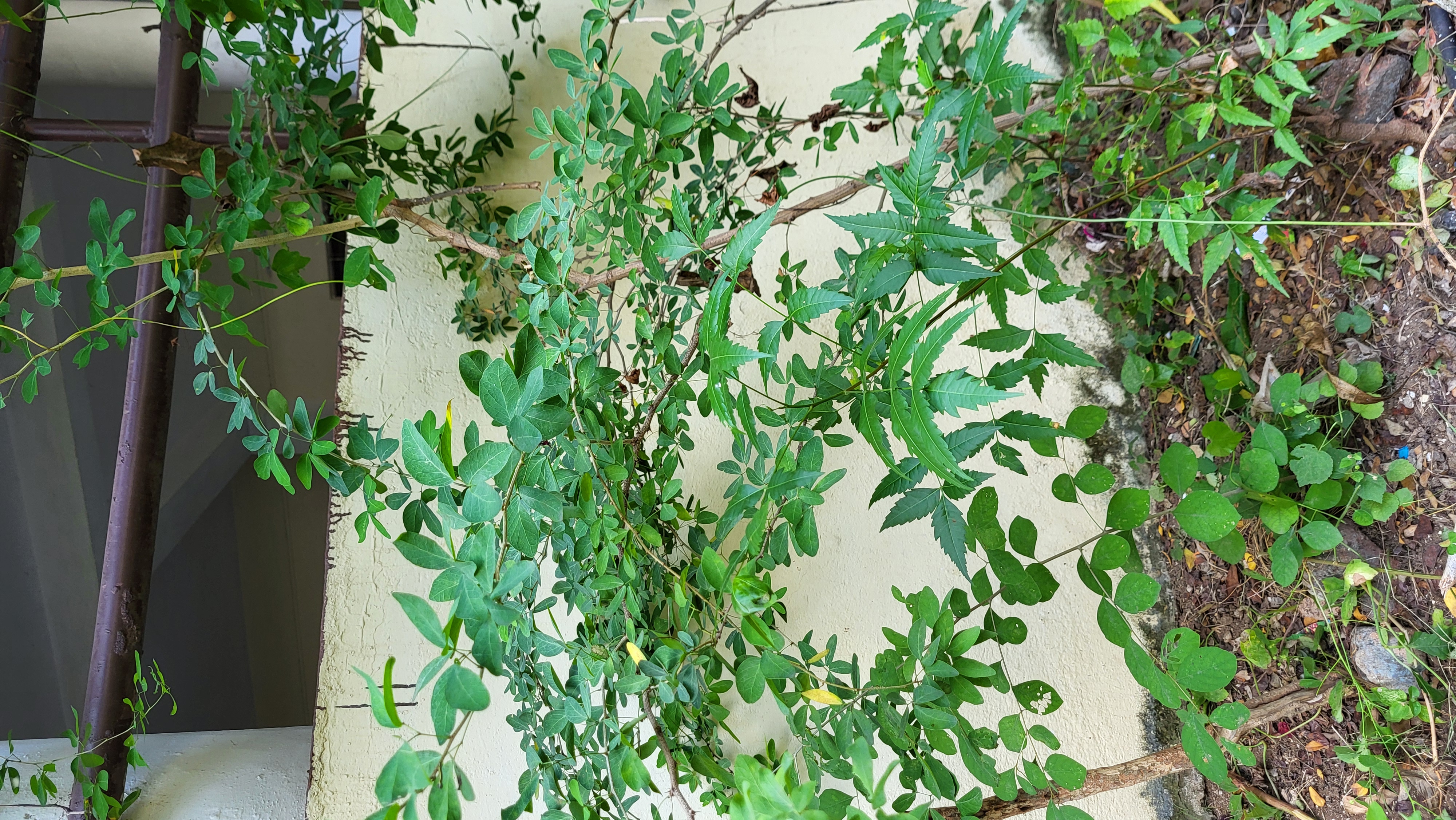 Mango Tree